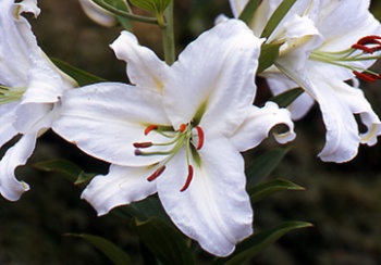 Талифлор — прекрасные цветы по минимальной стоимости